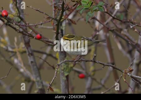 Pallas`s Warbler feeding in the bushes at Thornham. Stock Photo